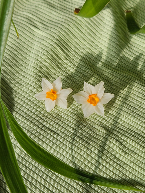 nartsissiga kõrvarõngad