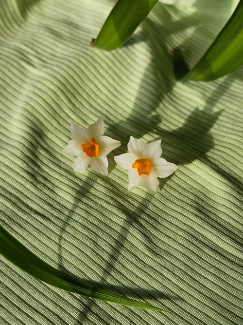 nartsissiga kõrvarõngad