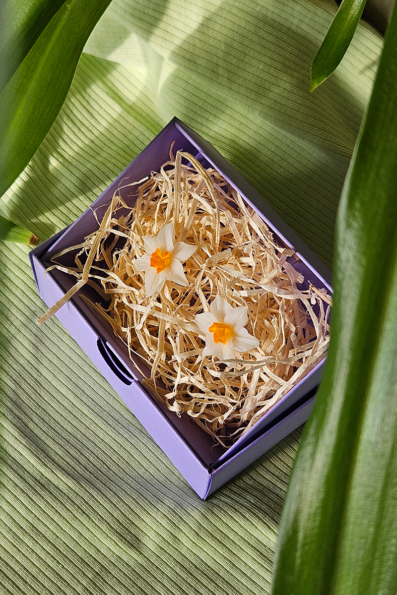 kõrvarõngad nartsiss