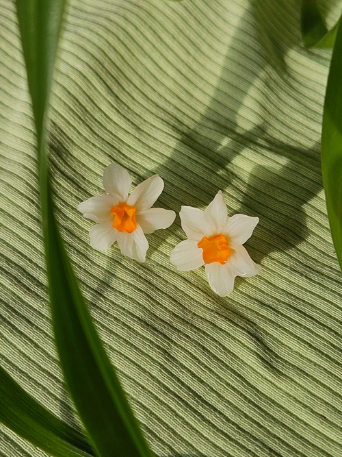 nartsissiga kõrvarõngad