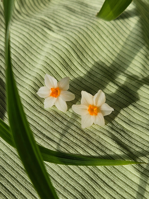 Nartsissiga kõrvarõngad