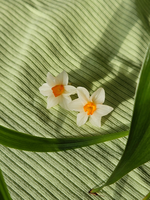Nartsissiga kõrvarõngad