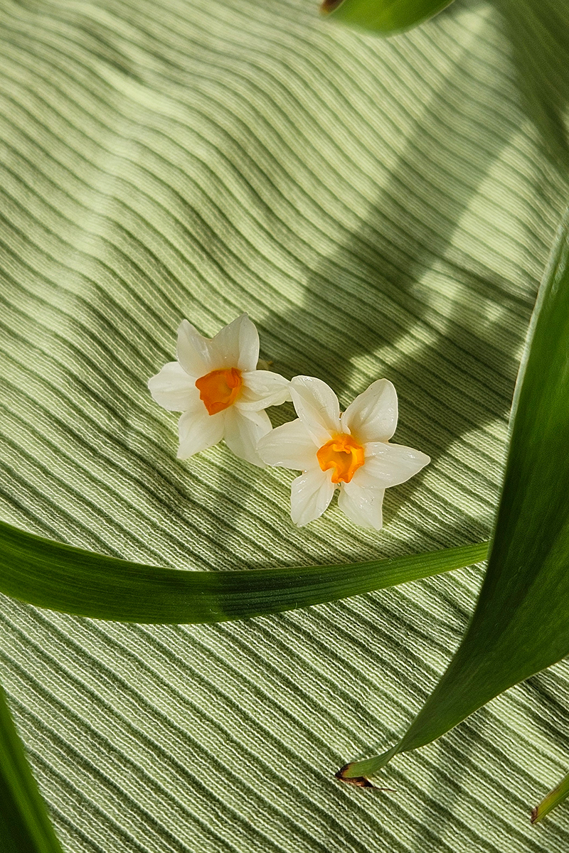 Nartsissiga kõrvarõngad