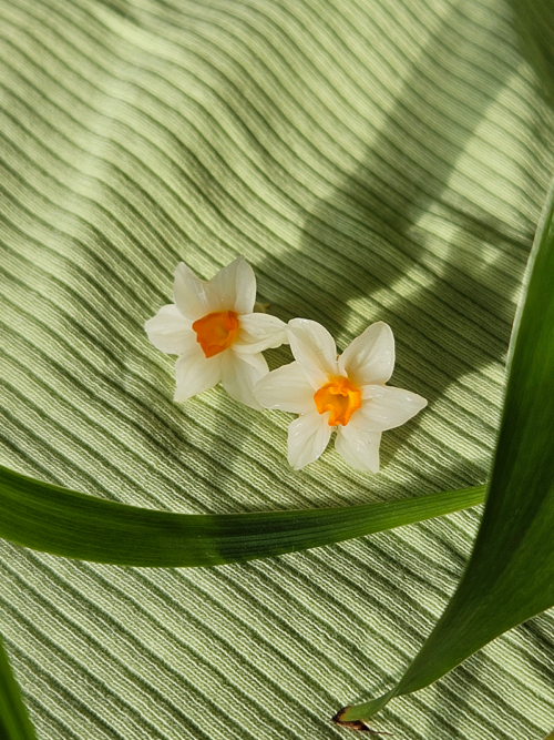 Nartsissiga kõrvarõngad