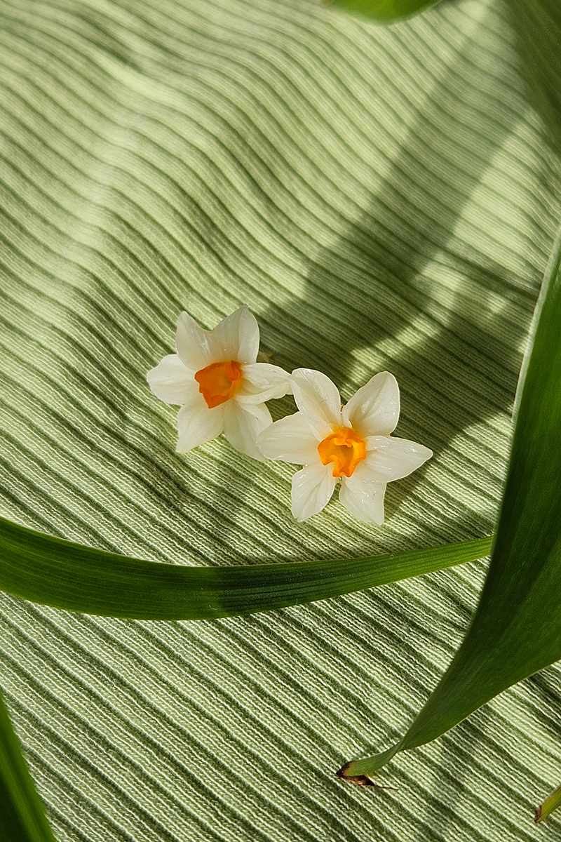 Nartsissiga kõrvarõngad