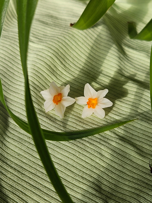 Nartsissiga kõrvarõngad