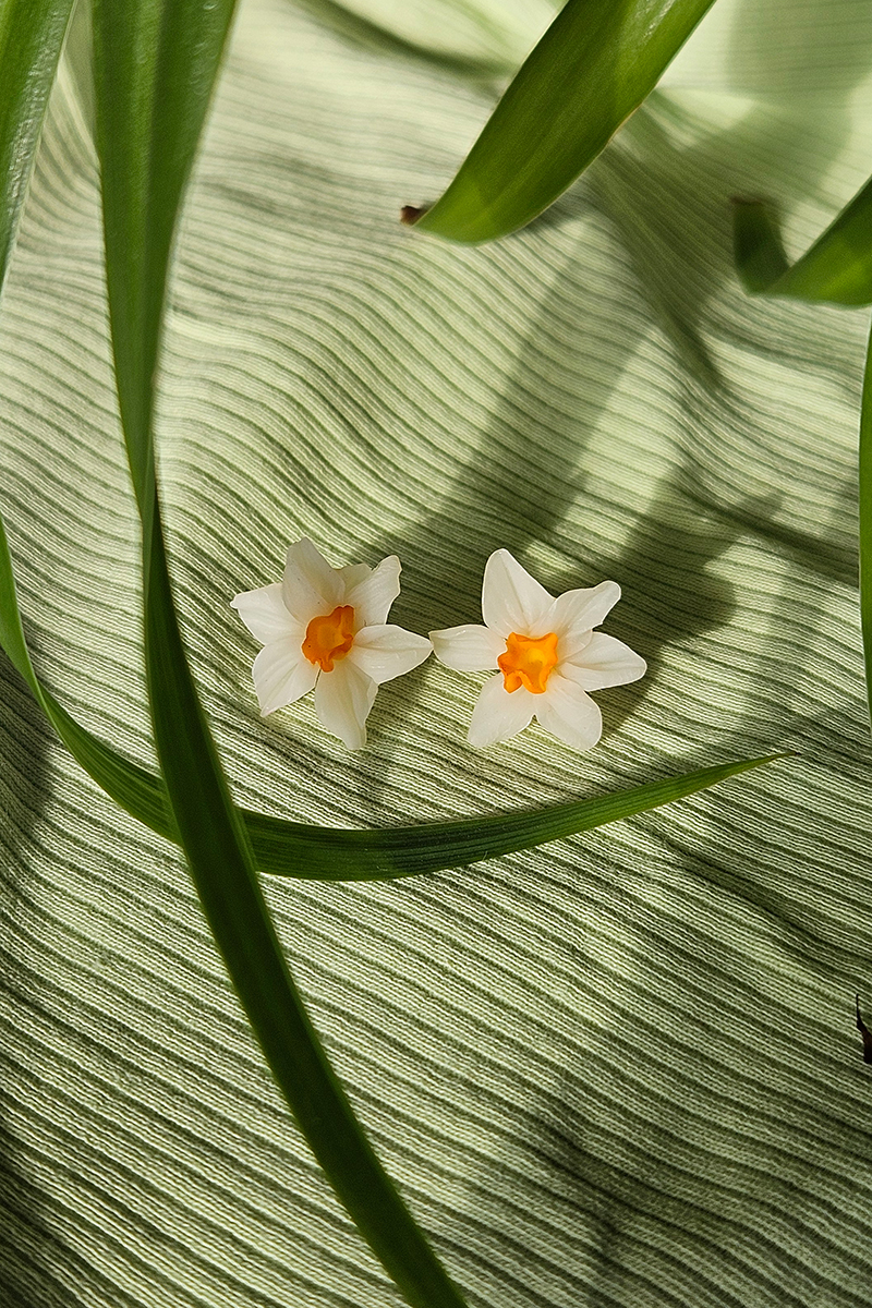 Nartsissiga kõrvarõngad